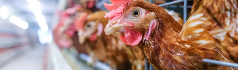 Close up of chicken in poultry farm